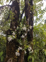 Dendrobium longicornu