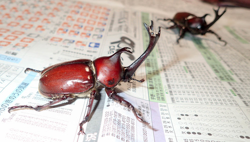 Japanese Rhinoceros Beetle photo 3