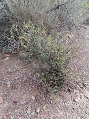 Hermannia diversistipula graciliflora