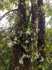 Dendrobium longicornu
