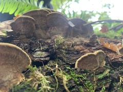 Fuscoporia gilva