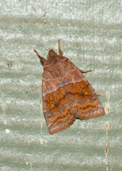 Eupsilia tristigmata