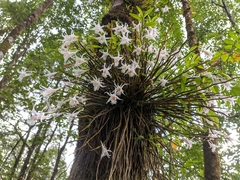 Dendrobium longicornu