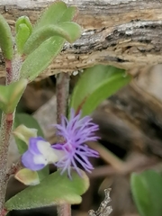 Polygala asbestina