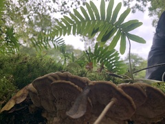 Fuscoporia gilva