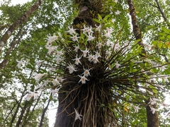 Dendrobium longicornu