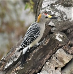 Melanerpes aurifrons