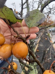 Pyrus ussuriensis