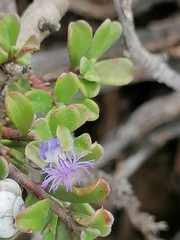 Polygala asbestina