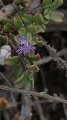 Polygala asbestina