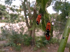 Oncopeltus nigriceps