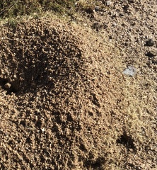 Veromessor pergandei