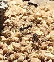 Veromessor pergandei