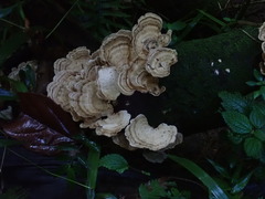 Trametes menziesii