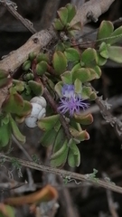 Polygala asbestina