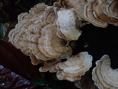 Trametes menziesii
