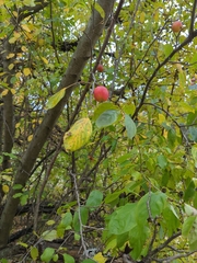 Malus