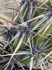 Corynopuntia invicta