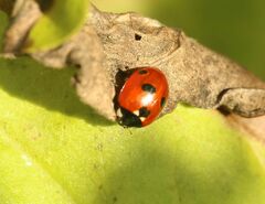 Coccinella quinquepunctata