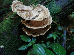Trametes menziesii