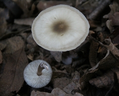 Rhodocollybia butyracea