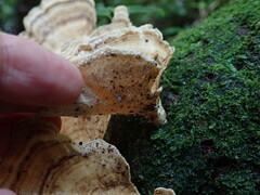 Trametes menziesii