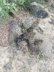 Corynopuntia invicta