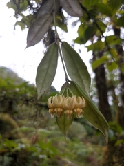 Hoya