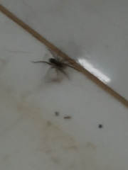 Lycosoidea
