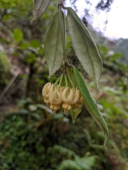 Hoya