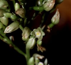 Tropidia polystachya