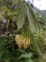 Hoya