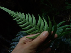 Blechnum occidentale