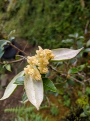 Hoya