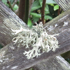 Evernia prunastri