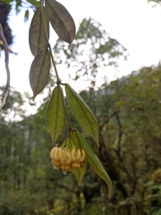 Hoya