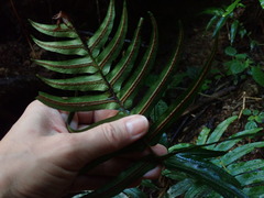Blechnum occidentale