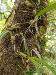Bulbophyllum