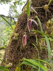 Bulbophyllum