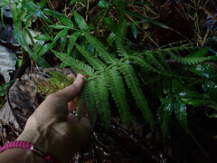 Steiropteris deltoidea