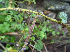 Ceroplastes rusci