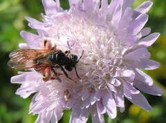 Andrena hattorfiana