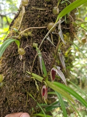 Bulbophyllum