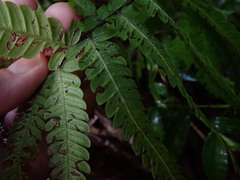 Steiropteris deltoidea