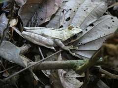 Osteocephalus planiceps