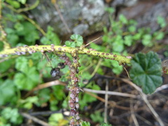 Ceroplastes rusci