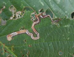 Stigmella aurella