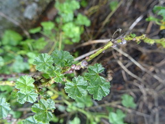 Ceroplastes rusci
