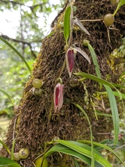 Bulbophyllum