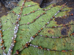 Ceroplastes rusci